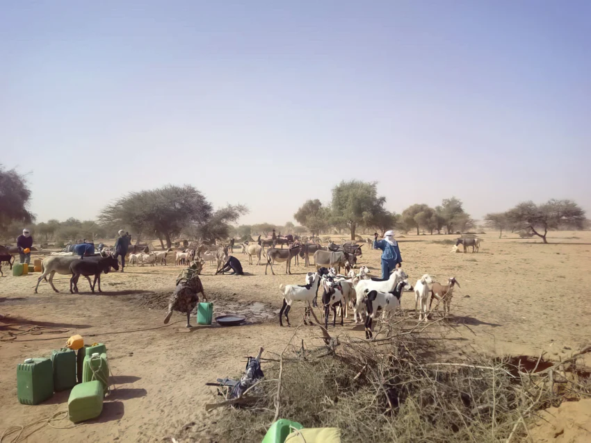 Livestock and water containers in a rural community
