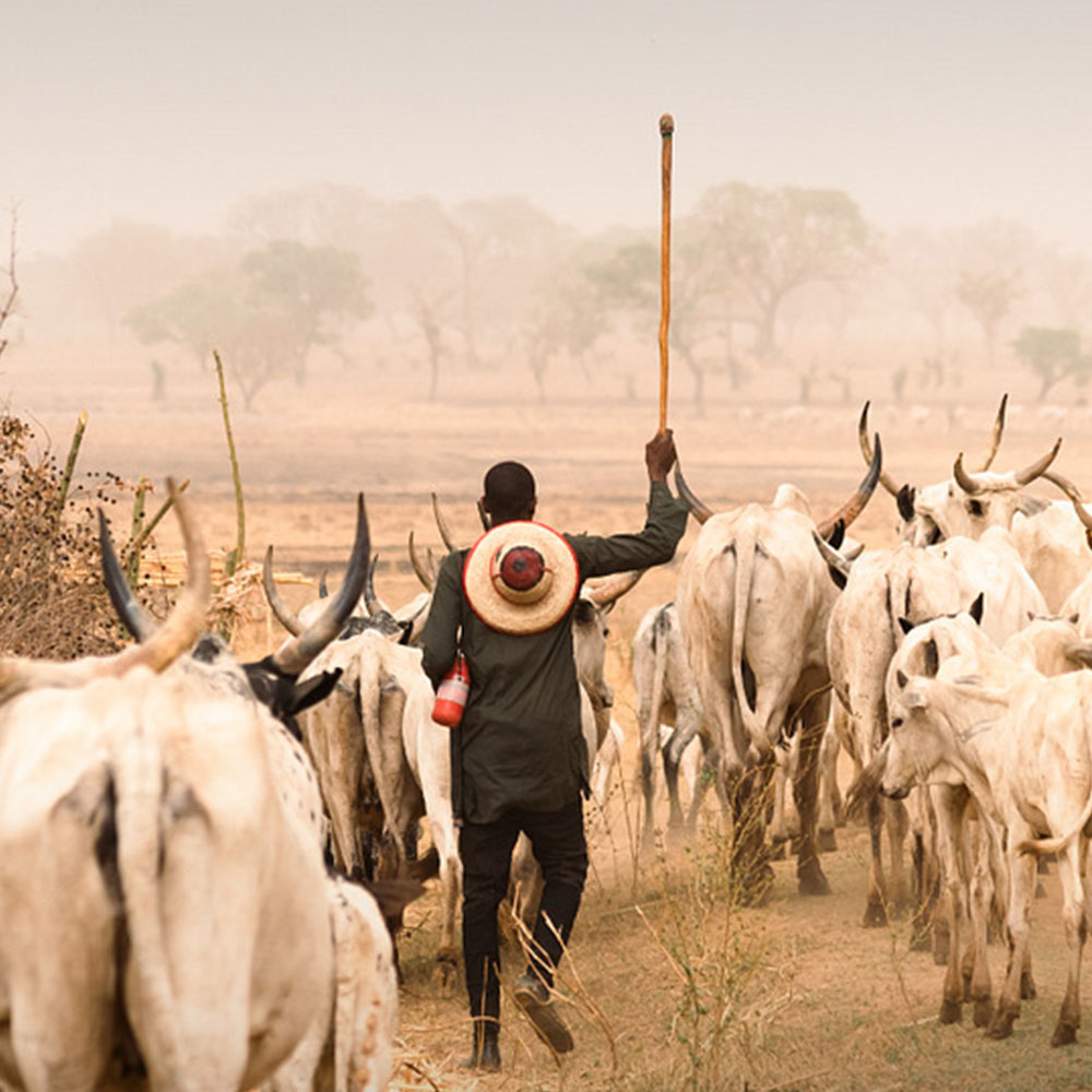 Man herding cows